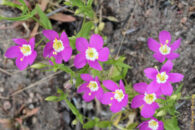 As I left the bees I came across these pretty flowers. Thought they were worth a shot. No idea what they are. Feel free to provide your insight. orchid colored wild flowers san diego california