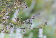 Then, since I had a great sequence with the bees I thought perhaps I should head back home. I paused for a moment to rest, and lo and behold as I looked to my left this humming bird comes and lands on a bush so close to me. There goes the camera... click click click hummingbird landing on branch