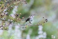 I felt like he was posing for me. Hummingbird on branch