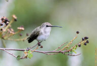 Am I pretty or what?? hummingbird on branch