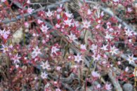 These very small flowers caught my attention as well. What do you think? Were they worth it? small starlike wild flowers san diego california