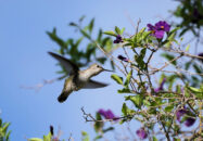 This female Black-chinned hummingbird picture took me 20 shots, but it was well worth it. I spotted another such hummingbird on her nest a few days ago but the light was not good as it was late in the day. I will be going there very early tomorrow morning. Wish me luck. black-chinned hummingbird in flight