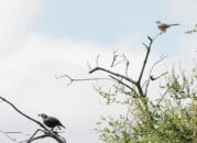 The male California quail on the bottom left is looking for a mate, while the mocking bird, who is very territorial, on the top right is monitoring him suspiciously. California male quail and mockingbird