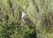 I was hiking with my wife one day when I noticed this young hawk in the distance. He was hovering low among the bushes, so I got closer, and closer and got 50 pictures, but the following 2 are the best. I think he was hunting small game. young red shouldered hawk