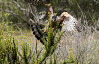 Unfortunately I didn't see what he was trying to catch. red shouldered hawk hunting san diego california