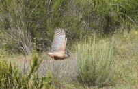 He seemed tired of this spot and flew away young red shouldered hawk flying low