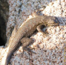 Yet another great basin fence lizard, with pretty green spots, basking in the sun. great basin lizard with green spots san diego california