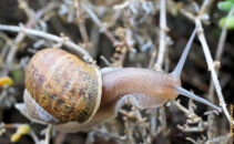 This is a pretty common snail which I caught during the last rainy few days. I had been wanting to catch one of these guys with my new macro lens. common snail close-up