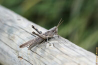 I spotted this "differential grasshopper" on a log, thought "let's see what I can do with you". Funny thing I feel that he looks better in this picture than what I remember seeing. differential grasshoper on a log san diego california