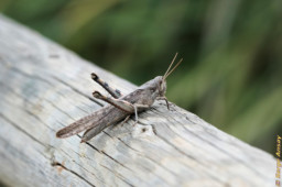 I spotted this "differential grasshopper" on a log, thought "let's see what I can do with you". Funny thing I feel that he looks better in this picture than what I remember seeing. differential grasshoper on a log san diego california