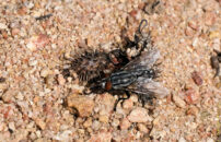 This is a "Flesh fly", so named because it lays live magots (that's right, not eggs, live maggots!) on dead animals. flesh fly