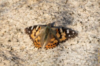 This is an "American Lady" butterfly. It was resting on a rock, making an easy target. I have been trying to catch butterflies and dragonflies in flight. Now that is tough!! But some day.. american lady butterfly resting on a rock