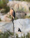 Red shouldered hawk and mockingbird