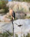 Red shouldered hawk with mockingbird