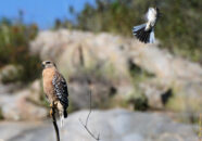 red shouldered hawk and mockingbird