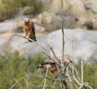 couple of red shouldered hawks