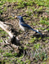 california scrub jay with acorn in his beak