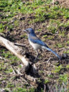 California scrub jay
