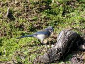 california scrub jay with acorn in his beak