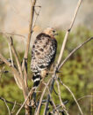 red shouldered hawk from back