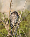 red shouldered hawk from back preening