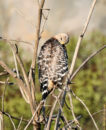 Red Shouldered Hawk preening