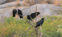 crows on dead tree arguing