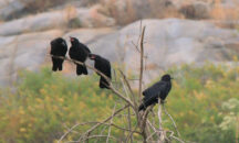 Crows on a dead tree arguing