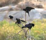 crows on a dead tree arguing