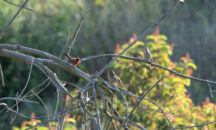 male red finch with females