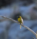 female Hooded Oriole