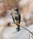Cooper hawk