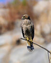 Cooper hawk