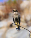 Cooper hawk