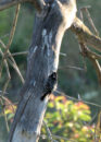 female Red-Naped Sapsucker.