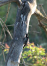 red naped sapsucker