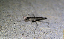Male praying mantis (face left side) male praying mantis