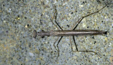 Male praying mantis (above view) Male praying mantis from above