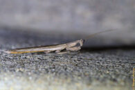 Male praying mantis (right profile) Male praying mantis right profile