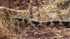 California kingsnake California kingsnake