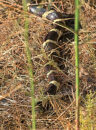 California kingsnake California kingsnake
