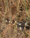 California kingsnake California kingsnake