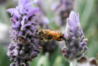 Bee collecting pollen Bee collecting pollen