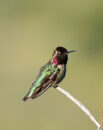 Ruby-throated hummingbird Ruby-throated hummingbird
