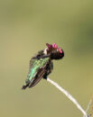 Ruby-throated hummingbird preening Ruby-throated hummingbird preening