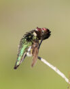 Ruby-throated hummingbird preening Ruby-throated hummingbird preening